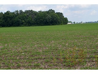 Property photo 130 - LAND AUCTION - 700+/- ACRES OFFERED IN 16 TRACTS IN ALLEN COUNTY, INDIANA